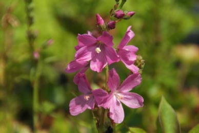 Sidalcea oregana bestellen